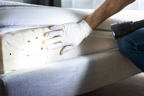 Best Flea Control Services  in Terry, MS