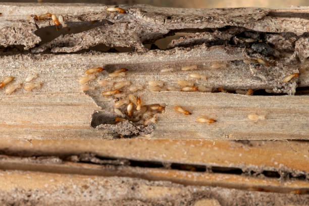 Best Best Pest Control Companies  in Terry, MS